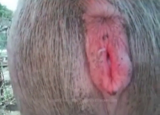 Farm animal fucking like crazy