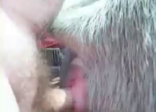 Farm animal fucking like crazy