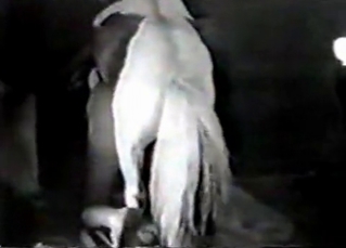 Tight asshole fucked by a filly