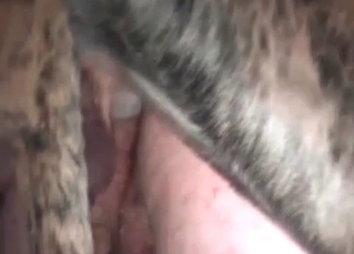 Amazing performance from a sexual dog