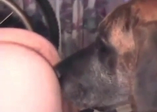Amazing performance from a sexual dog