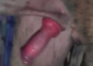 Amazing performance from a sexual dog