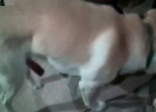 Pierced pussy for a pooch