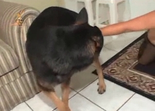 Great hound loving that loose pussy