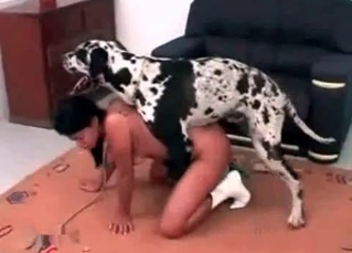 Asian cooch fucked by a Dalmatian
