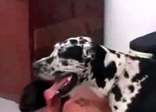 Asian cooch fucked by a Dalmatian