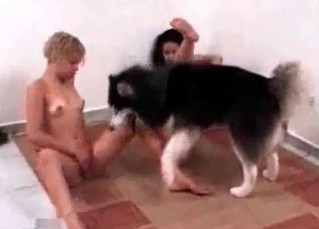Horny husky owns its bitches