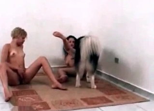 Horny husky owns its bitches