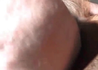 Anal sex with a horse