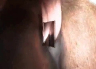Anal sex with a horse