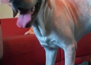 Sex-starved dog is out to hunt