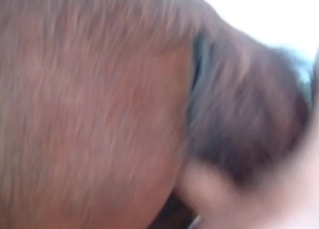 Horny dude fucks a horny colt