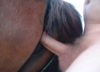 Horny dude fucks a horny colt