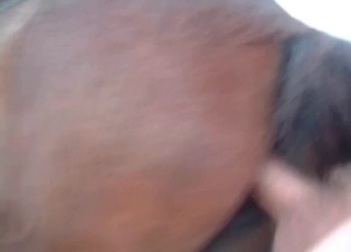 Horny dude fucks a horny colt