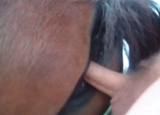 Horny dude fucks a horny colt