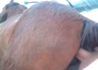 Horny dude fucks a horny colt