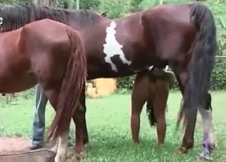 Outdoors sex for a filly