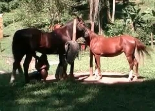 Outdoors sex for a filly