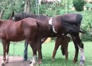Outdoors sex for a filly