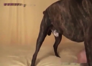 Drop-dead gorgeous babe fucked by a dog