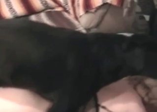 Dog fucks in the master’s bedroom