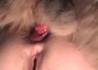 Dog fucks in the master’s bedroom