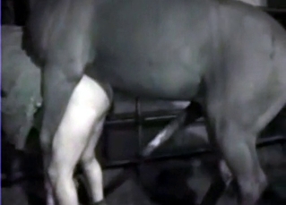 Big black mare and a kinky babe