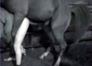 Big black mare and a kinky babe