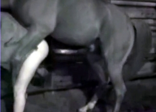 Big black mare and a kinky babe