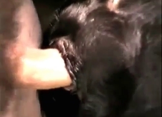 Kinky dude banging a slutty puppy