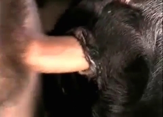 Kinky dude banging a slutty puppy