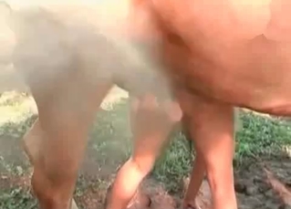 Ravishing slut wants that horse cum for herself