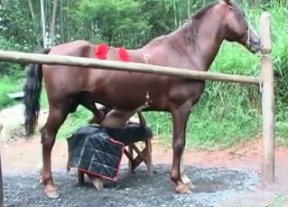 Stallion enjoys this health dose of anal