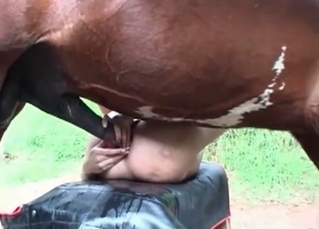 Stallion enjoys this health dose of anal