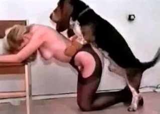 Smooth, tight pussy eaten out by a dachshund