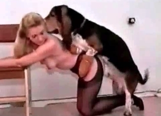 Smooth, tight pussy eaten out by a dachshund