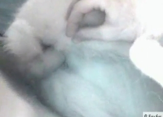 Flirty dog gets fucked in the ass