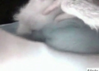 Flirty dog gets fucked in the ass