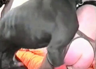 Black dog fucking a hot babe