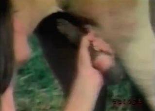 Compilation video featuring animal BJs
