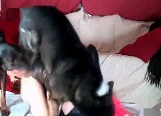 Wet cunt fucking by a black dog