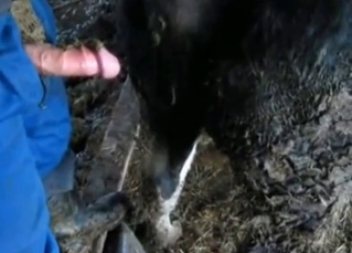 He shits and fucks a horse (not at once!)