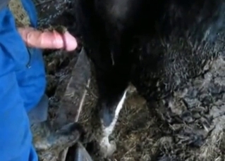 He shits and fucks a horse (not at once!)