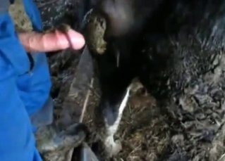 He shits and fucks a horse (not at once!)
