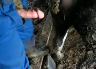 He shits and fucks a horse (not at once!)