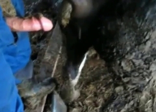 He shits and fucks a horse (not at once!)