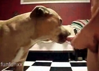 Small pet doesn’t mean small dick