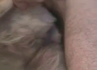 Dog’s hungry asshole penetrated