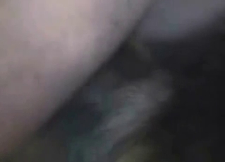 Dog’s hungry asshole penetrated