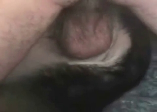 Dog’s hungry asshole penetrated